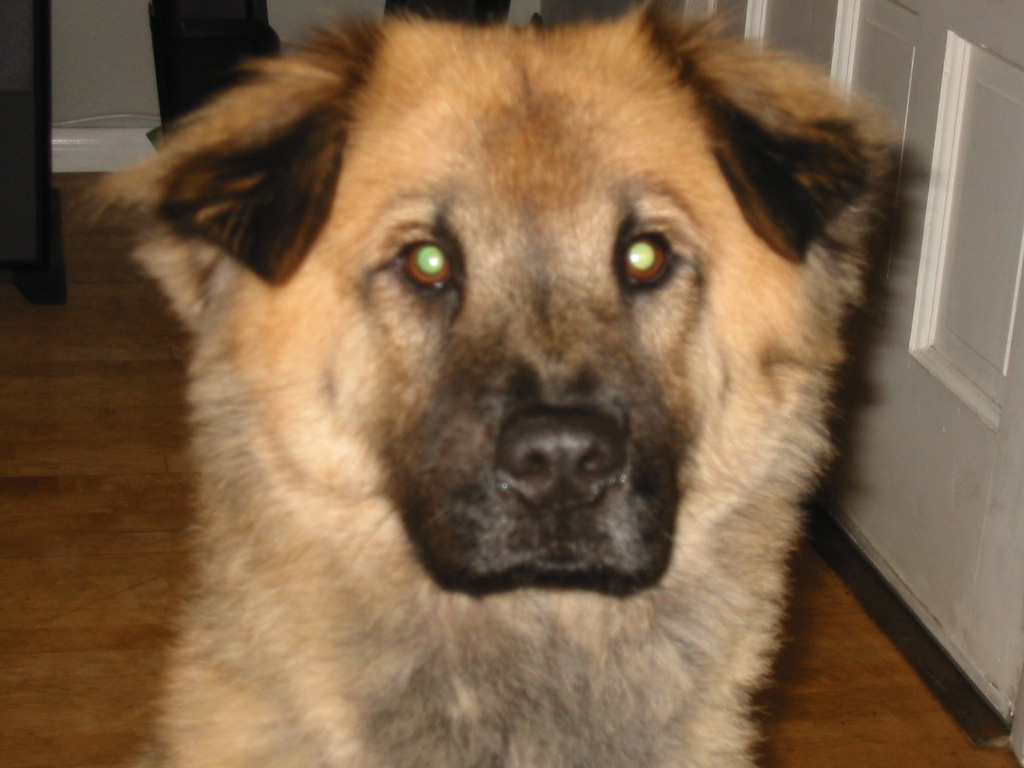 bailey.jpg